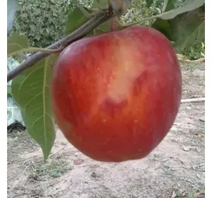 Яблуня "Хармоні Делоріна"