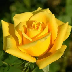 Роза Жовтий Острів