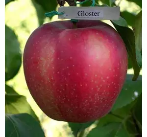 Яблуня "Глостер"