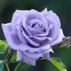 Роза Блакитний ніл