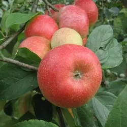 Яблуня "Аріва"