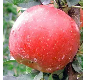 Яблуня "Фуджі"