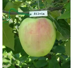Яблуня "Сильвія"
