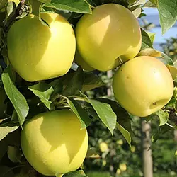 Яблуня "Опал"