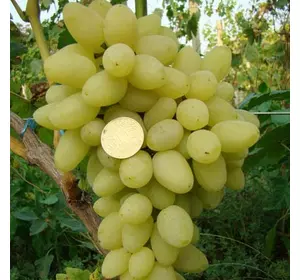 Виноград "Зірниця"