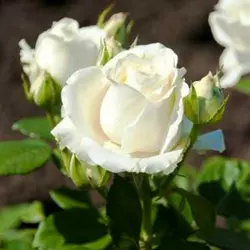 Троянда чайно-гібридна Аваланж