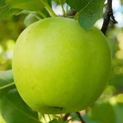 Яблуня "Мутсу"