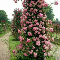 Троянда плетиста Рожева перлина