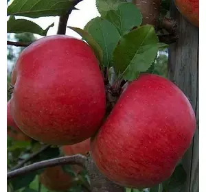 Яблуня "Топаз"