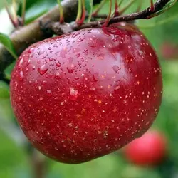 Яблуня "Ред Фрі"