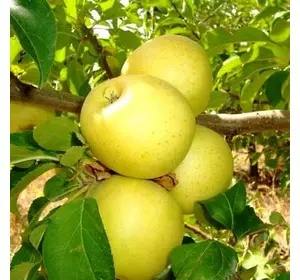 Яблуня "Голден Делішес"