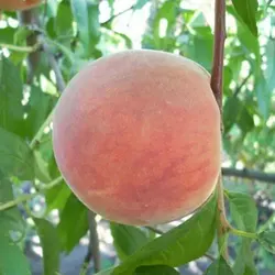 Персик "Лісостеповий"