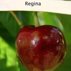 Черешня "Регіна"