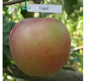 Яблуня "Лігол"