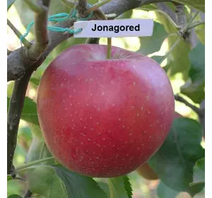 Яблуня "Джонагоред "