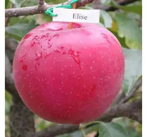 Яблуня "Еліза"