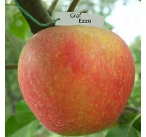 Яблуня "Граф Еззо"