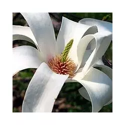 Магнолія оголена (Magnolia denudata)