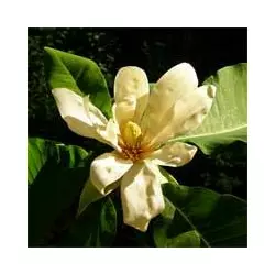 Магнолія лікарська (Magnolia officinalis)