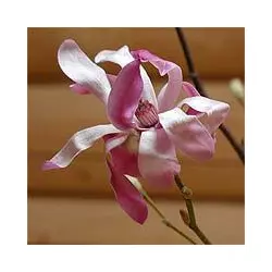 Магнолія Лебнера (Magnolia х laebneri)