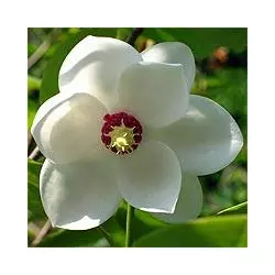 Магнолія Зібольда (Magnolia sieboldii)
