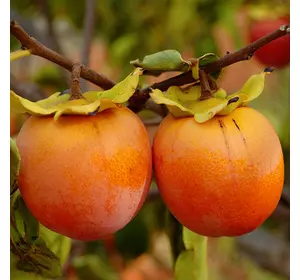 Хурма "Дар Софіївки" Хурма "Дар Софіївки"