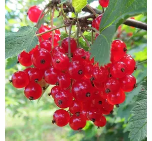 Порічка "Наталі" Порічка "Наталі"