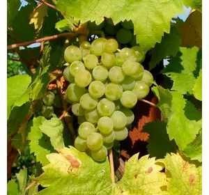 Виноград "Ананасний" Виноград "Ананасний"