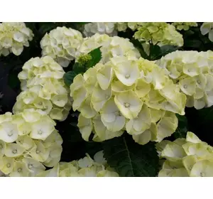 Гортензія Каіпірінха широколистна Гортензія Каіпірінха широколистна