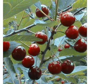 Вишня "Жадана" Вишня "Жадана"