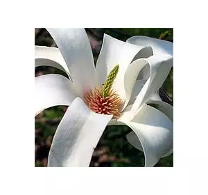 Магнолія оголена (Magnolia denudata)