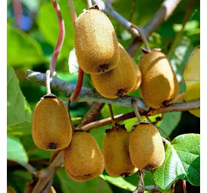 Ківі "Дженні" Ківі "Дженні"