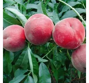 Персик "Роял Саммер" Персик "Роял Саммер"