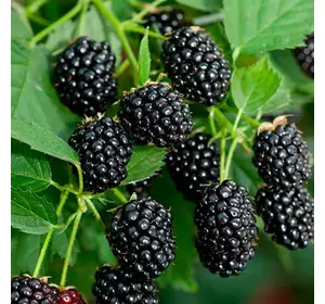 Ожина "Честер" Ожина "Честер"