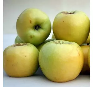 Яблуня "Антонівка "
