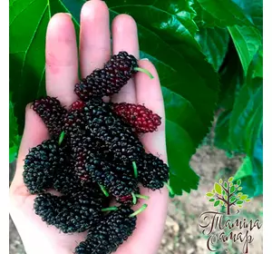 Шовковиця "Шеллі" Шовковиця "Шеллі"