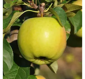 Яблуня "Сіріус"