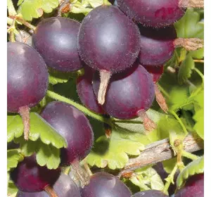 Агрус "Карат" Агрус "Карат"