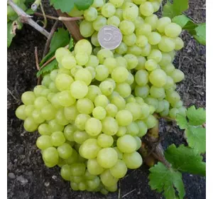 Виноград "Кишмиш Володар" Виноград "Кишмиш Володар"