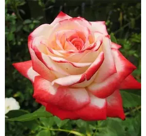 Троянда Імператриця Фарах