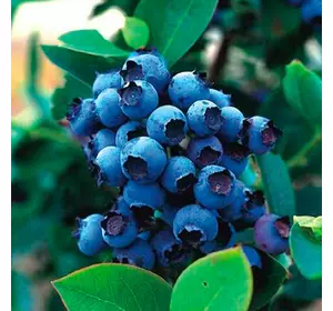 Лохина "Блю Джей", 2-річна Лохина "Блю Джей", 2-річна