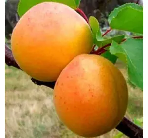 Абрикос "Запорожець" Абрикос "Запорожець"
