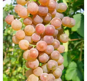 Виноград "Піфос"