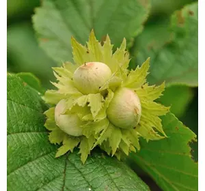 Фундук "Пиріжок" 2 - річний Фундук "Пиріжок" 2 - річний