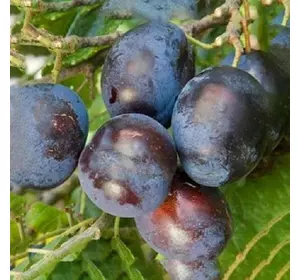 Слива "Штутгарт" Слива "Штутгарт"