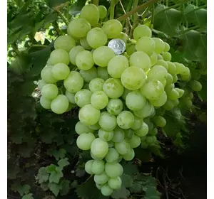 Виноград "Антоній Великий" Виноград "Антоній Великий"