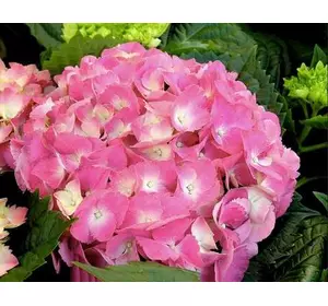 Гортензія Вічне літо широколистна Гортензія Вічне літо широколистна