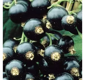 Смородина "Бен ломонд" Смородина "Бен ломонд"