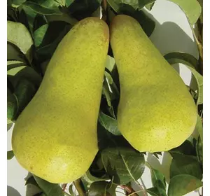 Груша "Аббат Фетель" Груша "Аббат Фетель"