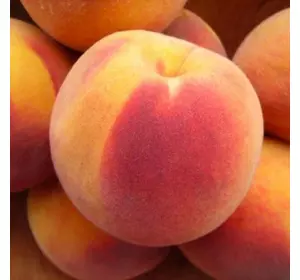 Персик "Вашингтон" Персик "Вашингтон"